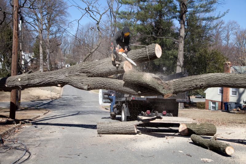 Tree Removal Experts